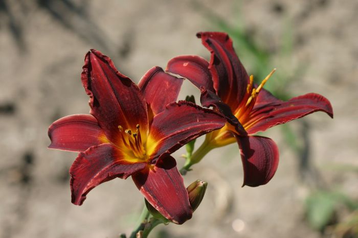 African Chant - OFERTA hemerocallis 2013