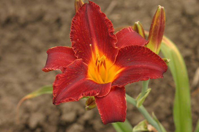 Angus Mc Leod - OFERTA hemerocallis 2013