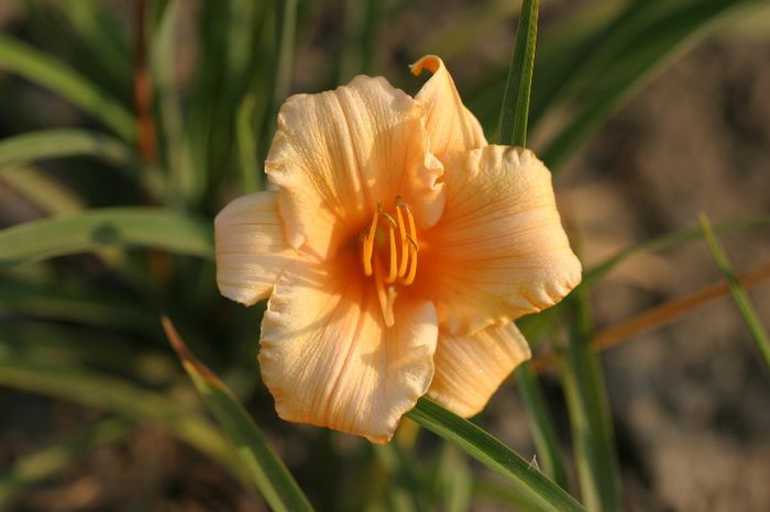 Apricot Sparkles (2) - OFERTA hemerocallis 2013