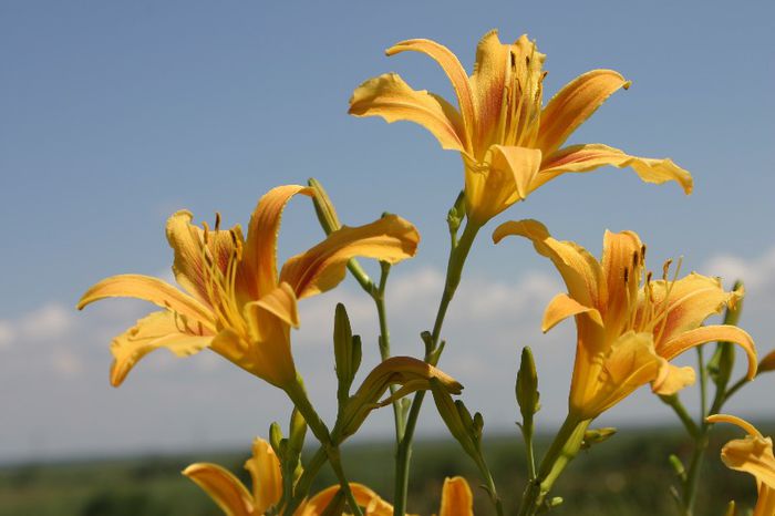 Autumn Minaret - OFERTA hemerocallis 2013