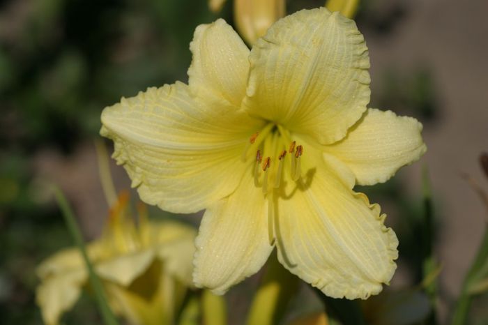 Big Time Happy - OFERTA hemerocallis 2013