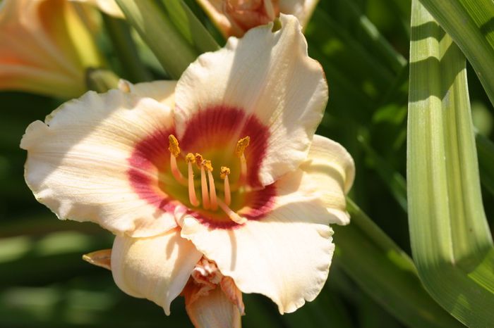 Brilliant Circle - OFERTA hemerocallis 2013