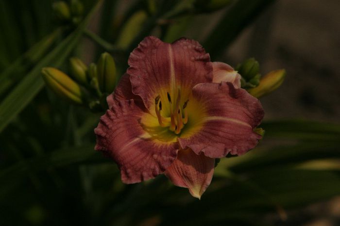 Brookwood Wistfull - OFERTA hemerocallis 2013