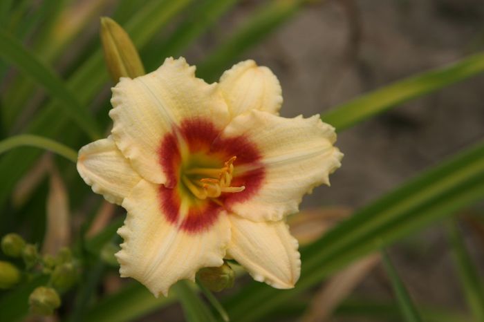 Bumblebee Bouquet (2) - OFERTA hemerocallis 2013