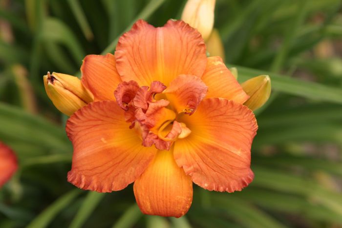 Chrisy Rene 2 - OFERTA hemerocallis 2013