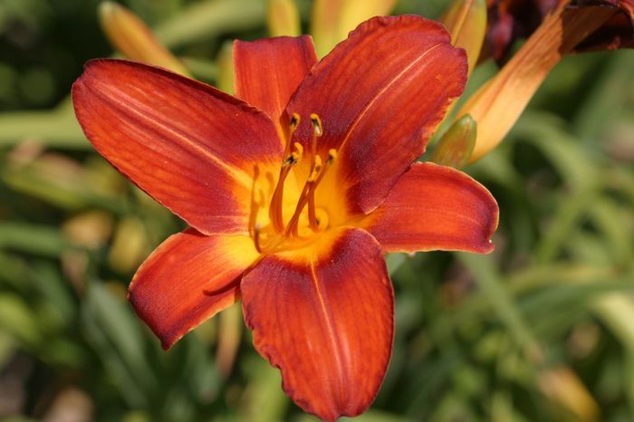 Crown Fire - OFERTA hemerocallis 2013