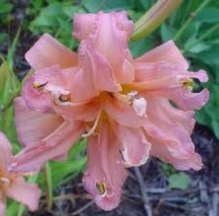 Hemerocallis Double pompon - OFERTA hemerocallis 2013