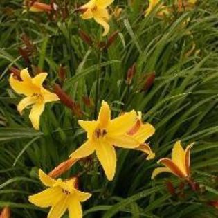 Dr Regel - OFERTA hemerocallis 2013