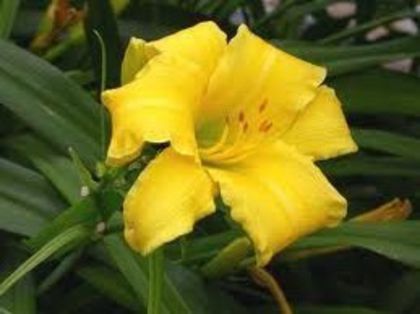 Ennie weenie - OFERTA hemerocallis 2013