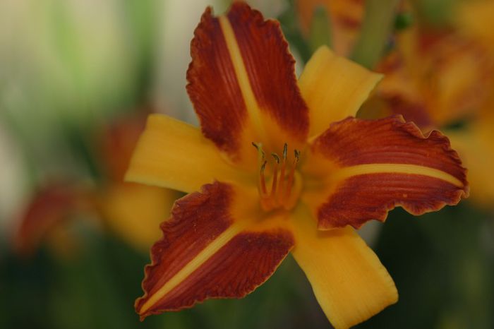 Frans Hels - OFERTA hemerocallis 2013