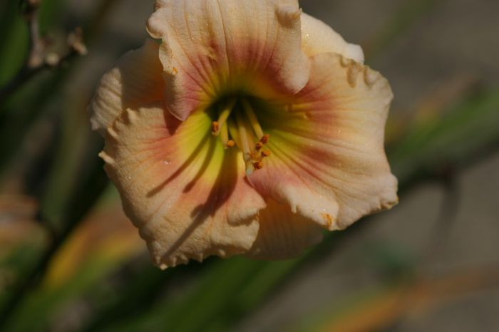 Fairy - OFERTA hemerocallis 2013