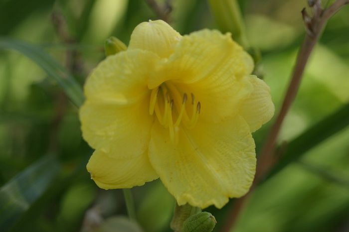 Happy Yellow - OFERTA hemerocallis 2013