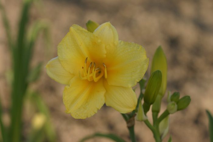 Happy Returns1 - OFERTA hemerocallis 2013