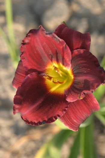 Holly Moses - OFERTA hemerocallis 2013