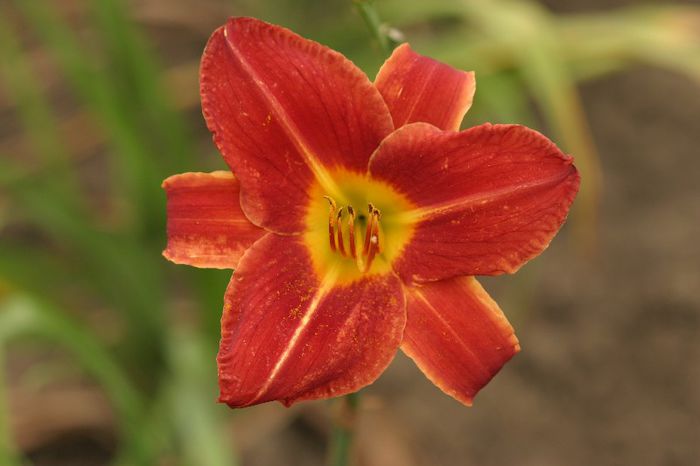 Johnny Reb - OFERTA hemerocallis 2013