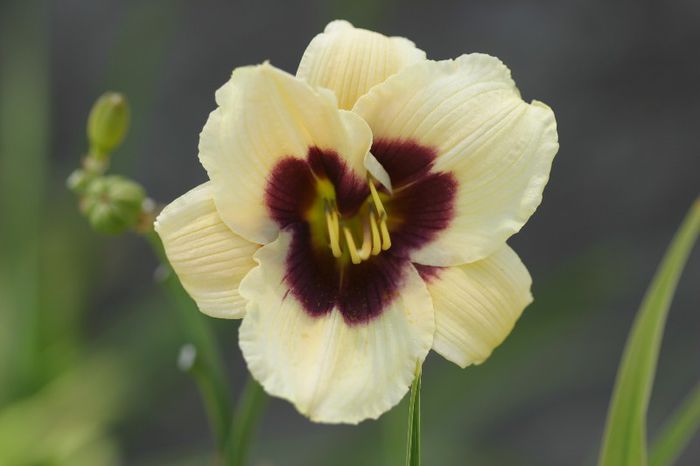 Little  Tinkerbell - OFERTA hemerocallis 2013