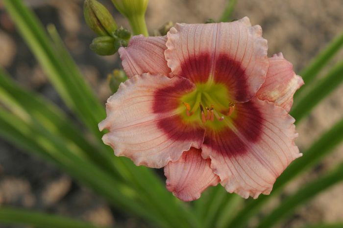 Made to Order - OFERTA hemerocallis 2013