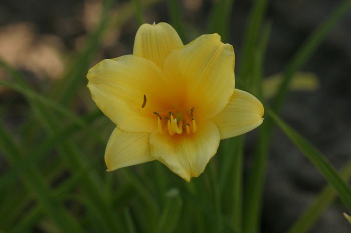 Penny Worth - OFERTA hemerocallis 2013