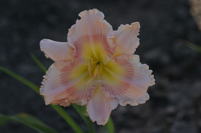 Rings of Time - OFERTA hemerocallis 2013