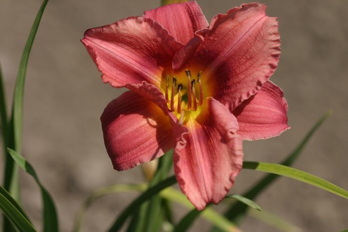 Rosy Returns - OFERTA hemerocallis 2013