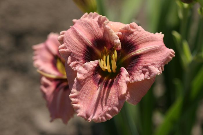 Hemerocallis