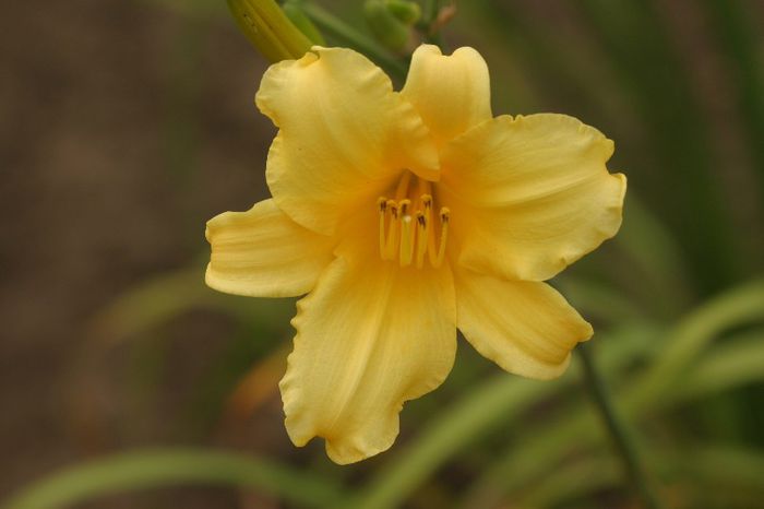  - OFERTA hemerocallis 2013