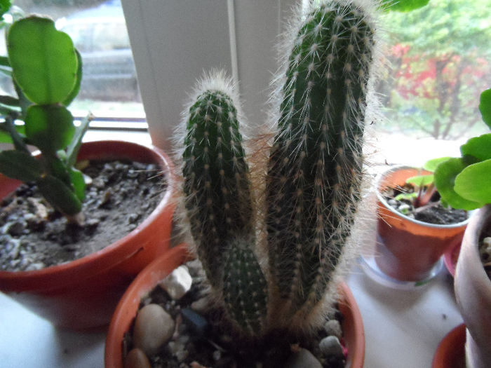 Cactus