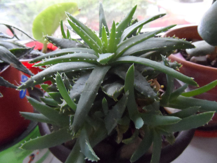 Aloe - Anthurium si suculente