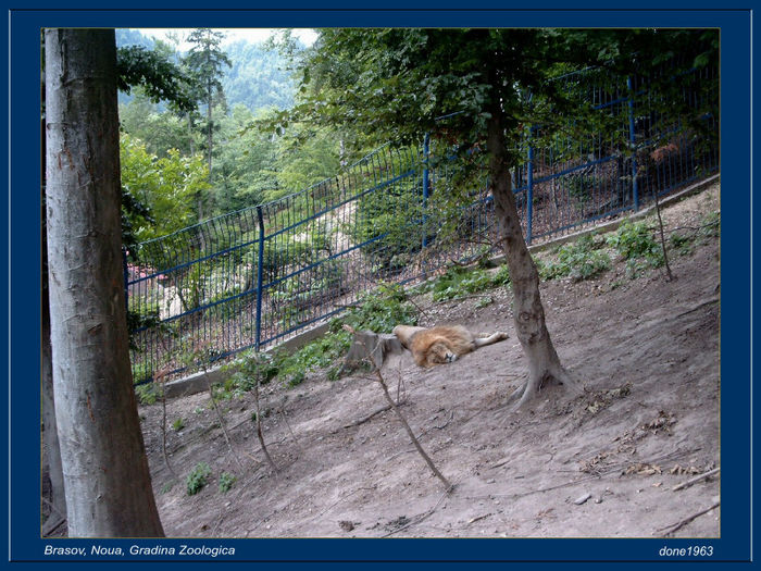 R  SIMG4979 - noua - parc zoo