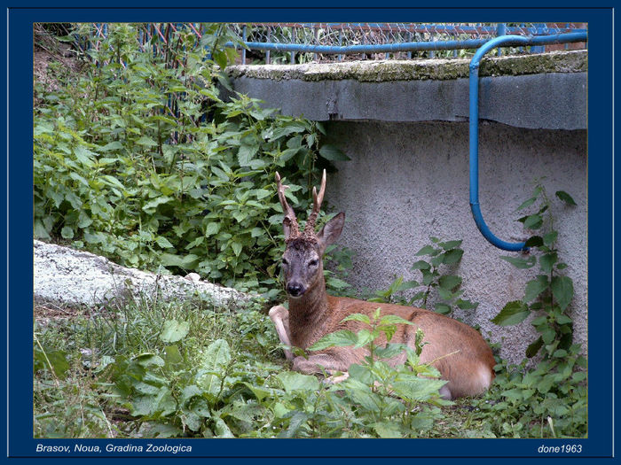 R  SIMG4990 - noua - parc zoo