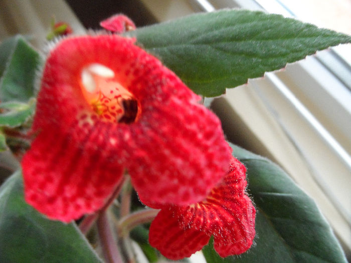 SAM_1063 - Gloxinia_spectaculoase