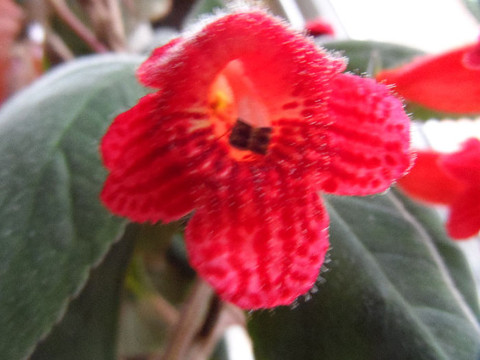 Kohleria - Gloxinia_spectaculoase