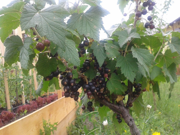 Coacaz negru 2