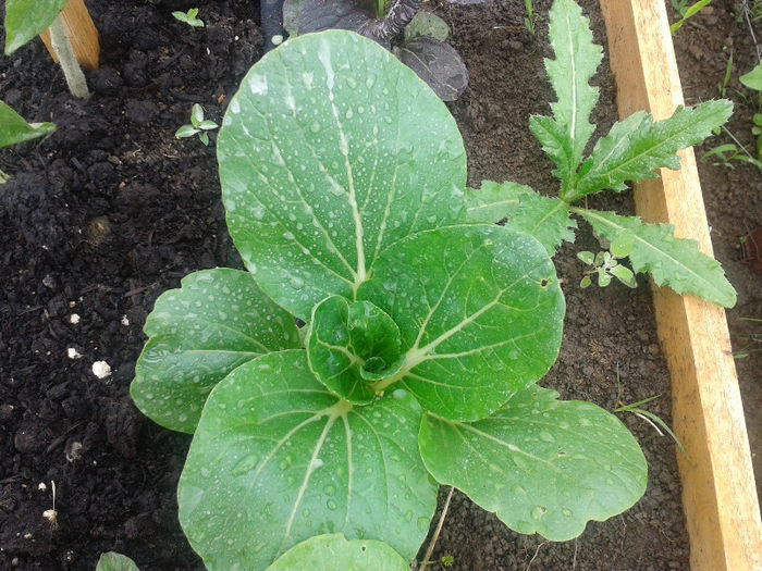 Pak Choi alb