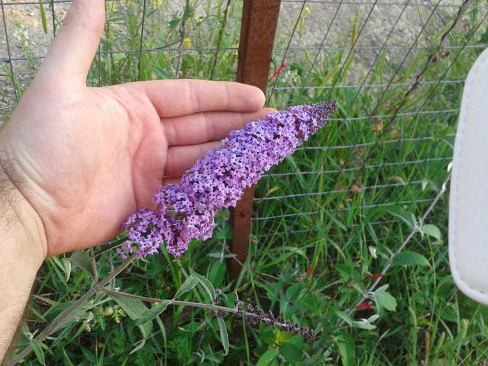 20130728_191519 - Gradina Iulie 2013