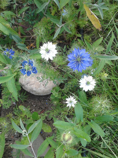 20130728_191554 - Gradina Iulie 2013