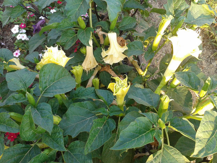 20130728_191630 - Gradina Iulie 2013