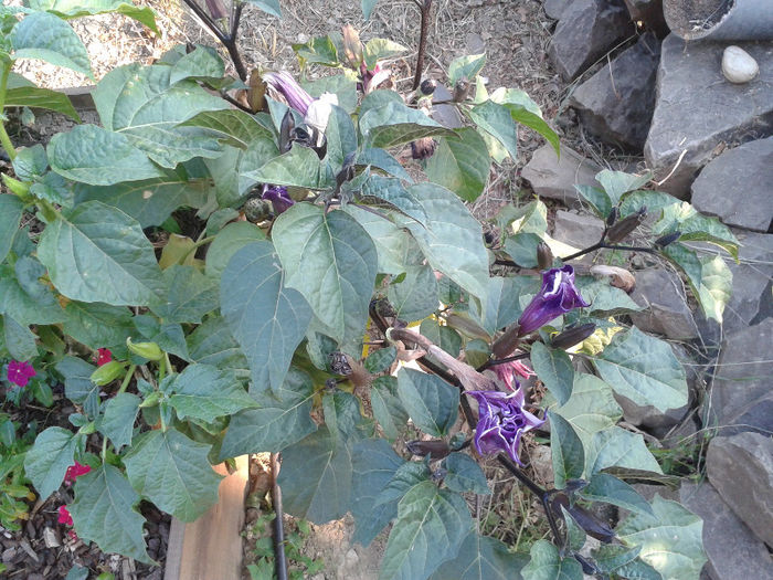 20130728_191641 - Gradina Iulie 2013