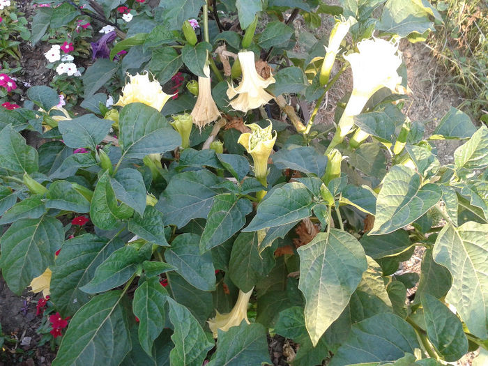 20130728_191647 - Gradina Iulie 2013