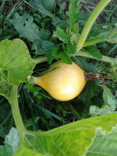 20130728_191725 - Gradina Iulie 2013