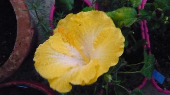 Picture 1049 - x 2013 hibiscus rosa sinesis 2