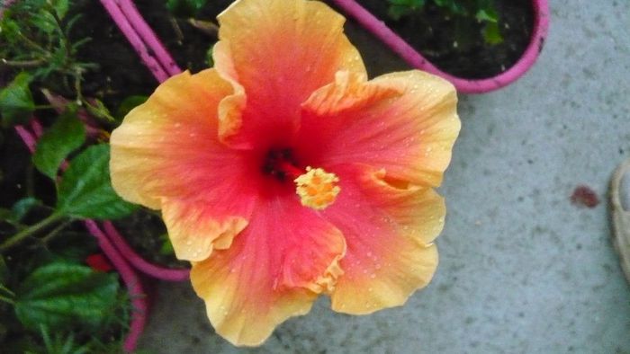 Picture 1050 - x 2013 hibiscus rosa sinesis 2