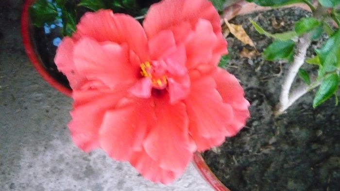 Picture 1052 - x 2013 hibiscus rosa sinesis 2