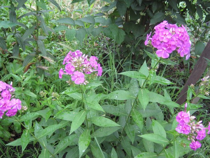 phlox - a-gradina mea