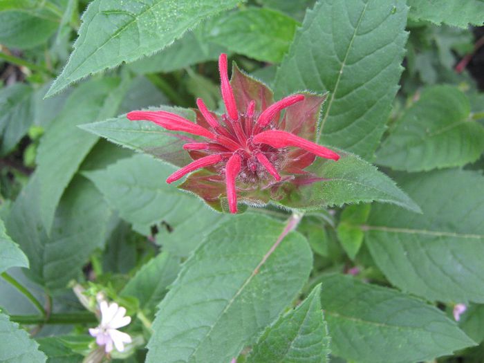 menta indiana - a-gradina mea