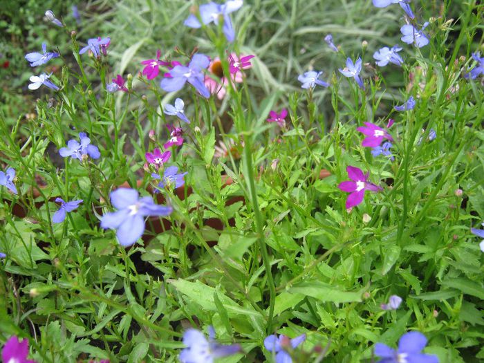 lobelia; lobelia
