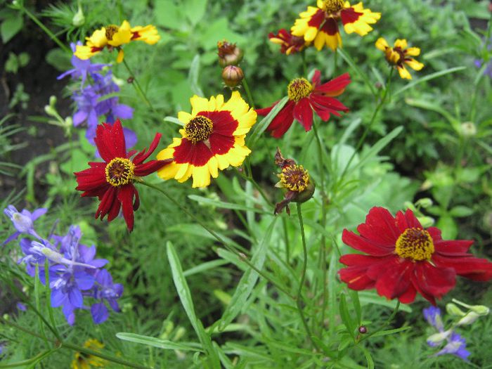 coreopsis - a-gradina mea