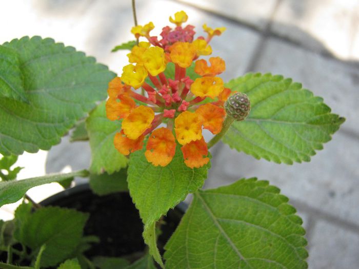 lantana - a-gradina mea