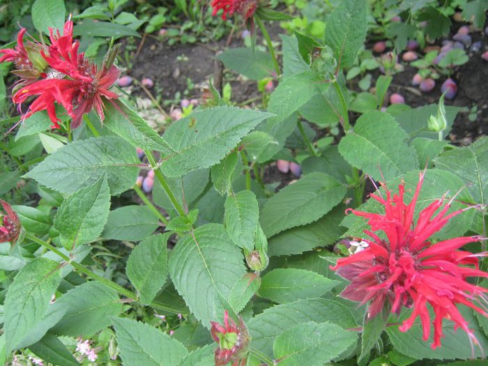 menta indiana; menta indiana
