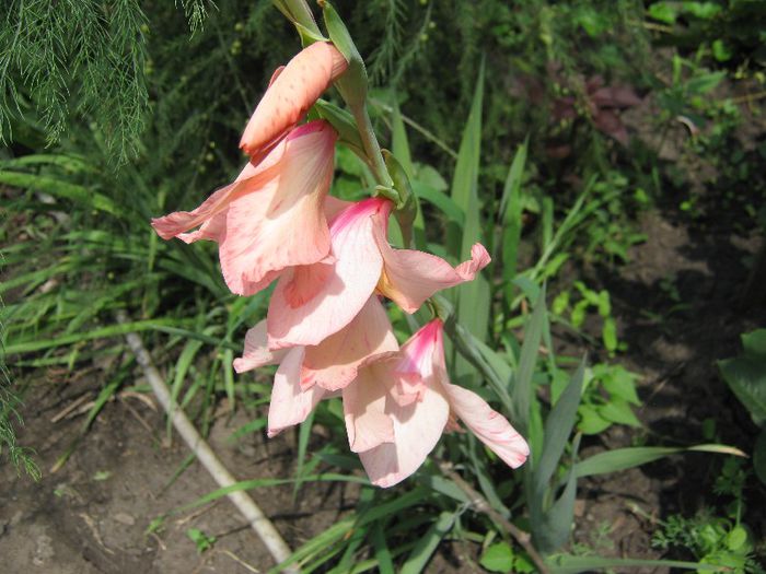 gladiola; gladiola
